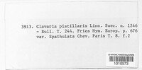 Clavariadelphus pistillaris image